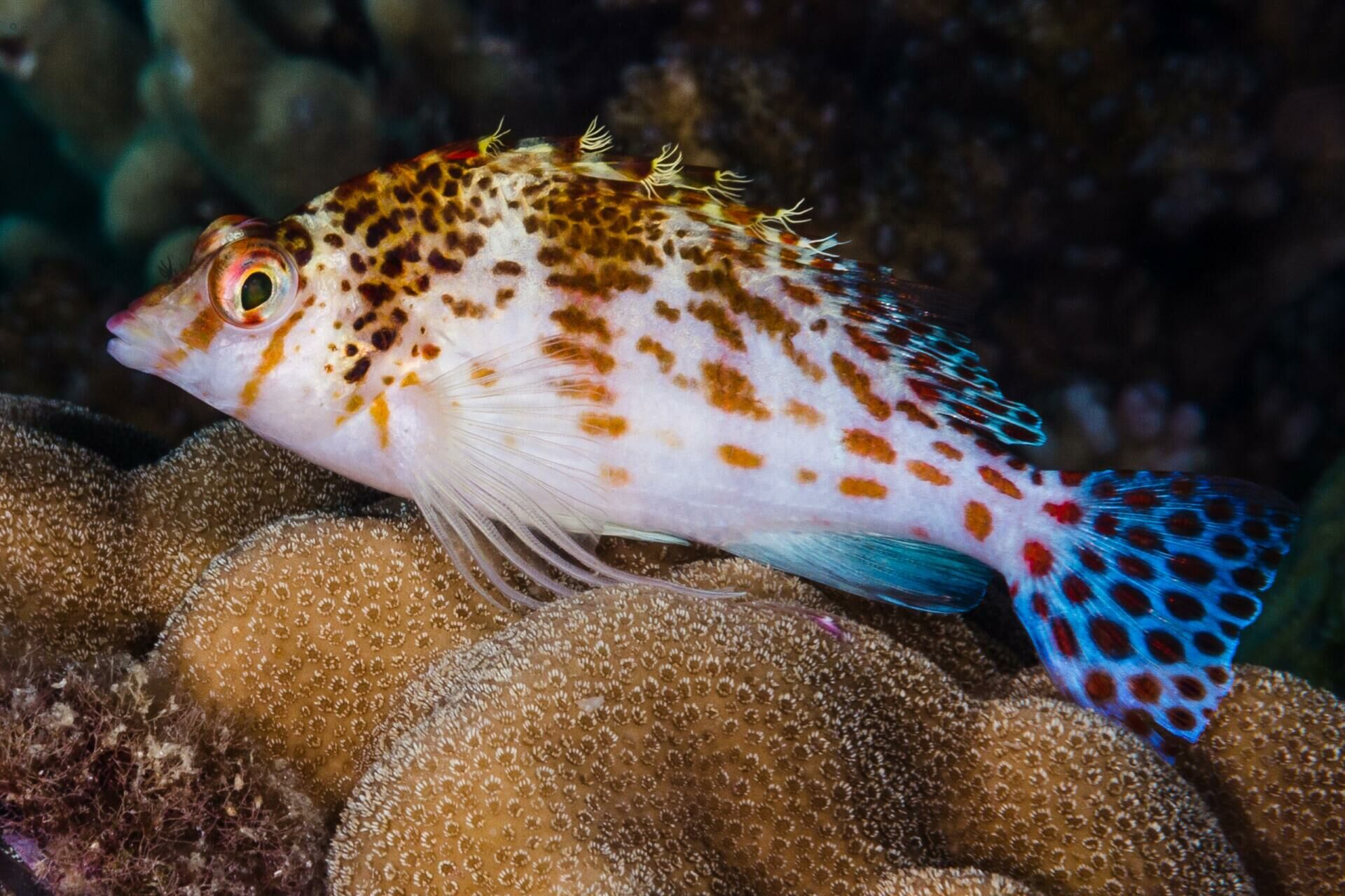 Imagem do Peixe Falcão